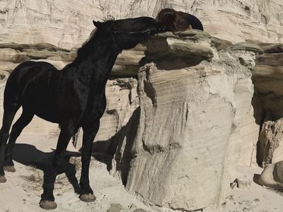 5 yr old Percheron Gelding
