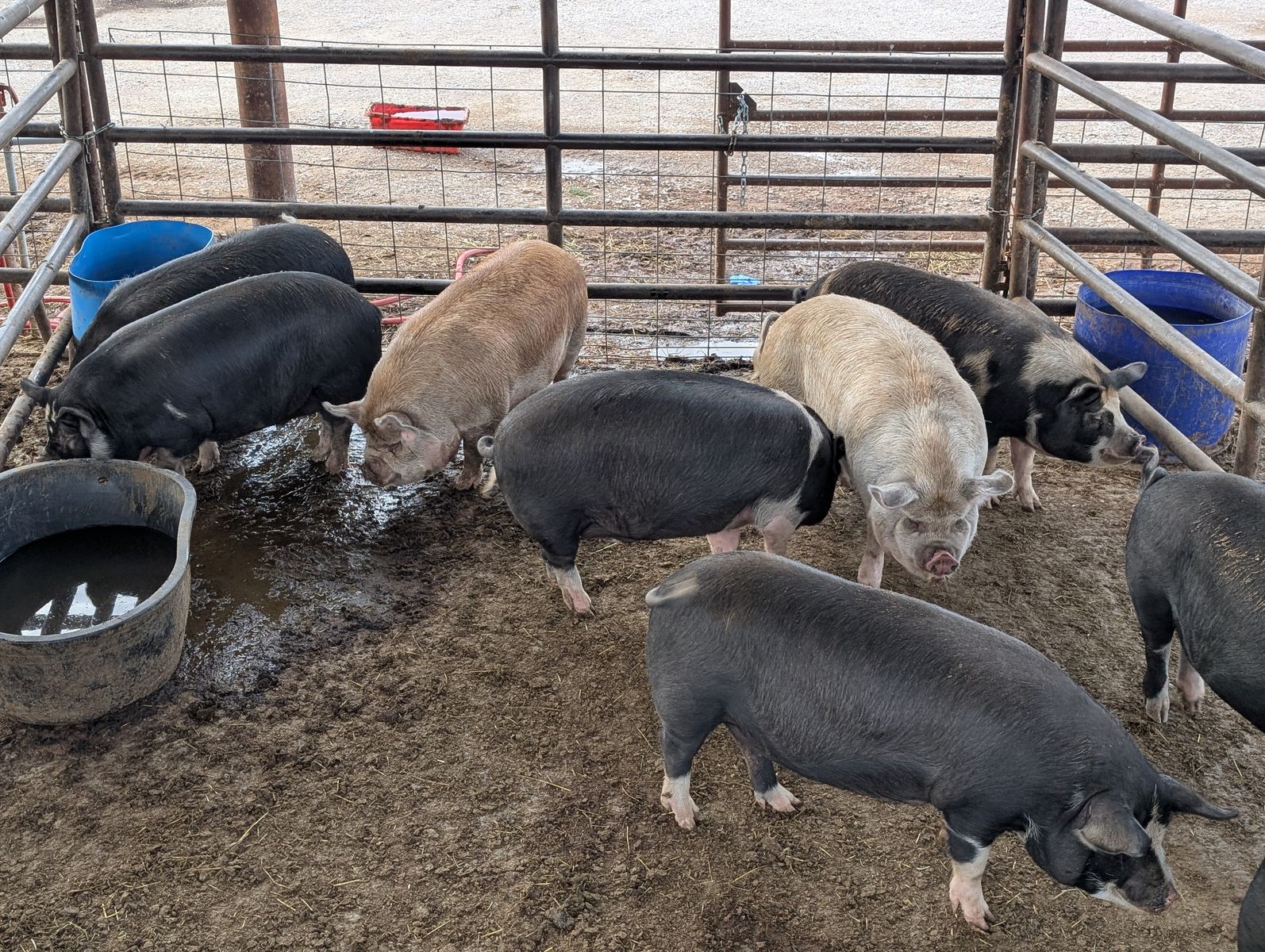 IPP finished pork ready for buyers 