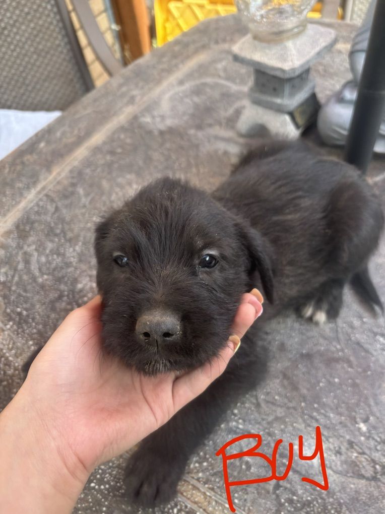 Golden doodle/ Border Collie puppies