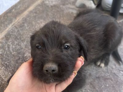 Golden doodle/ Border Collie puppies