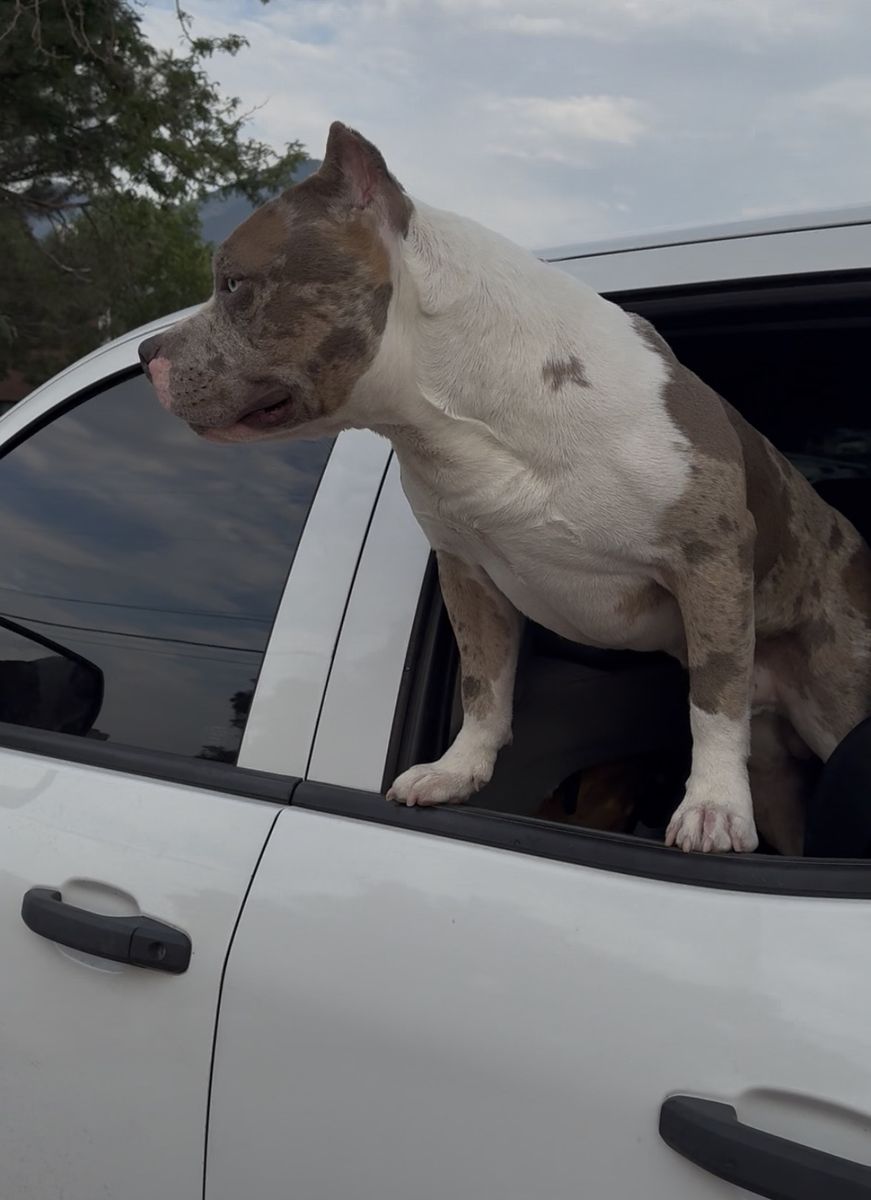 American Bully Merle Male Dog