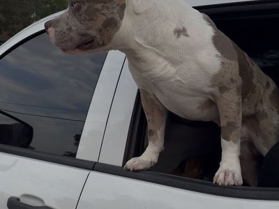 American Bully Merle Male Dog