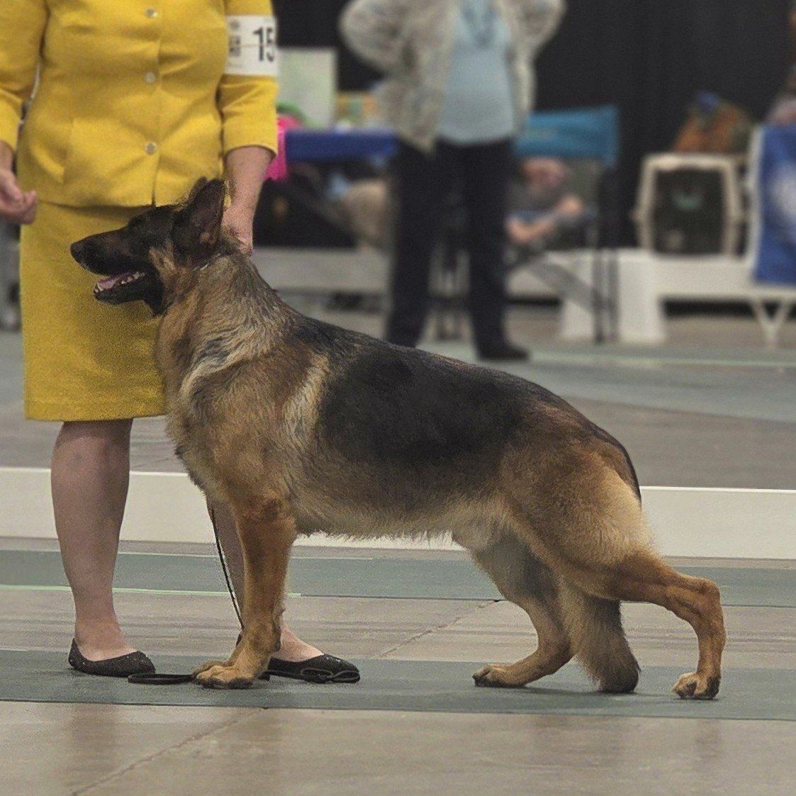 Grand Champion AKC German Shepherd **AT STUD ONLY*