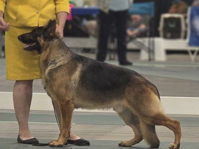 Grand Champion AKC German Shepherd **AT STUD ONLY*
