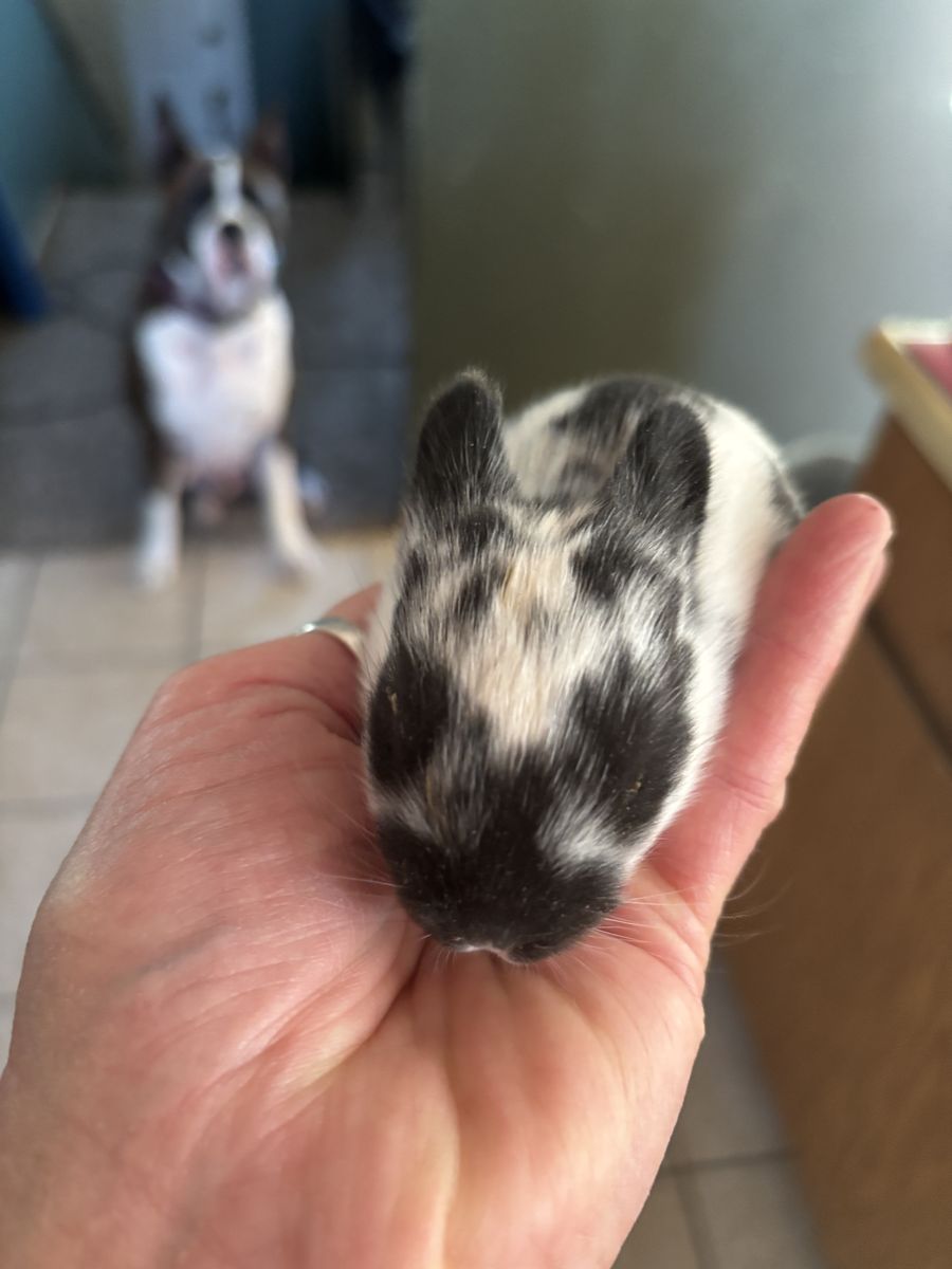 Cutest Bunnies Ever
