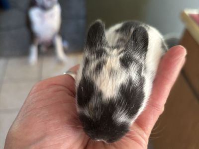 Cutest Bunnies Ever