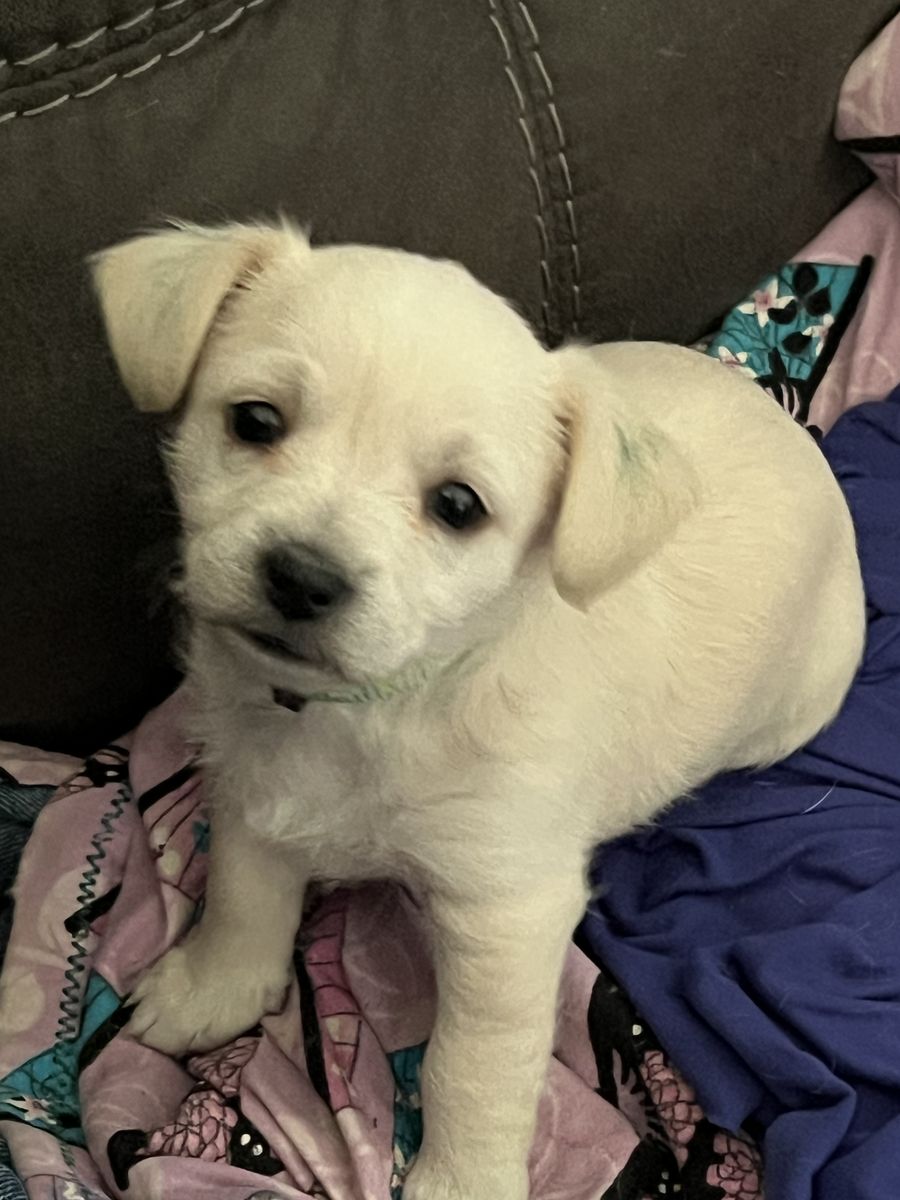 Chi Poo mix