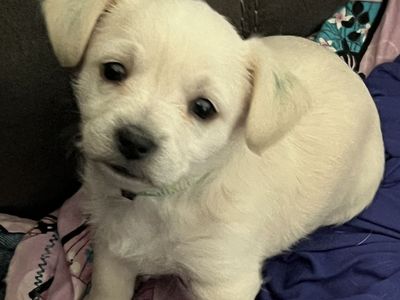 Chi Poo mix
