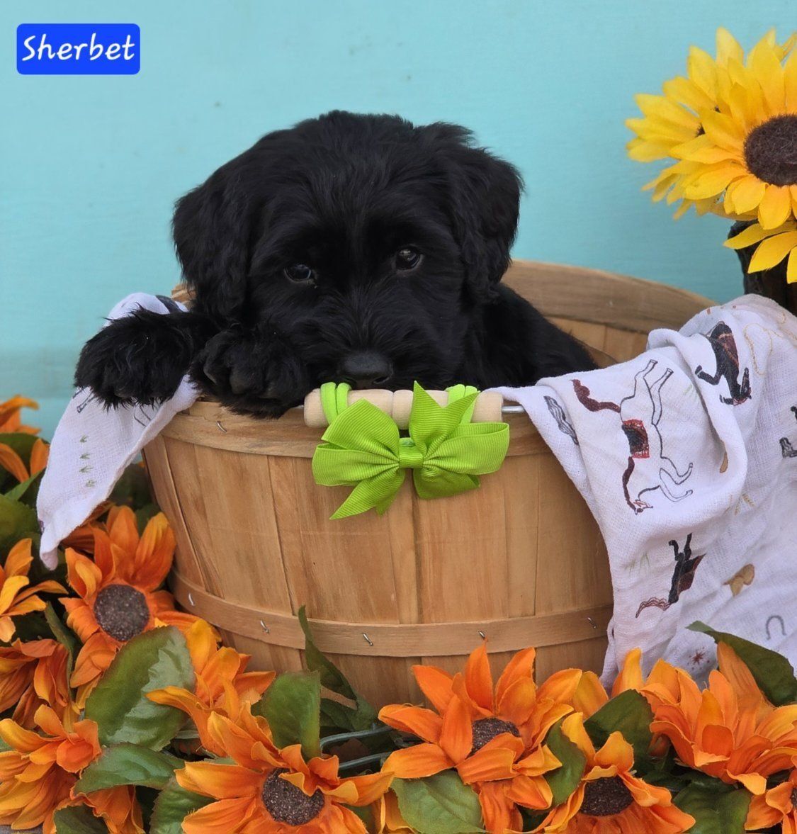 AKC Giant Schnauzer Puppies | Health Tested Parents | Mega Coats