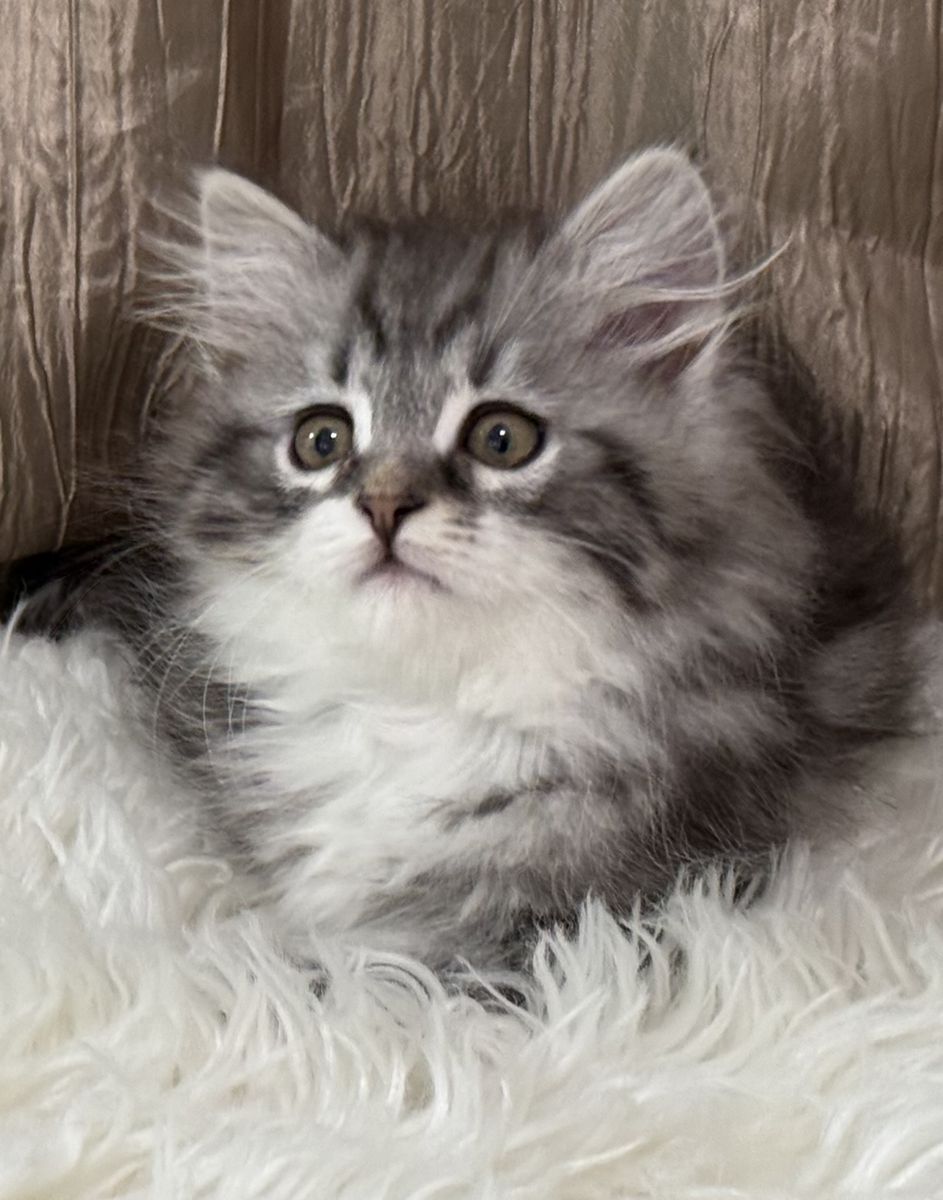 HYPOALLERGENIC SIBERIAN MALE KITTEN - BLACK SILVER WITH WHITE - TICA , AVAILABLE JULY 1ST! BLACK/SILVER WITH WHITE TABBY