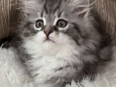 HYPOALLERGENIC SIBERIAN MALE KITTEN - BLACK SILVER WITH WHITE - TICA , AVAILABLE JULY 1ST! BLACK/SILVER WITH WHITE TABBY