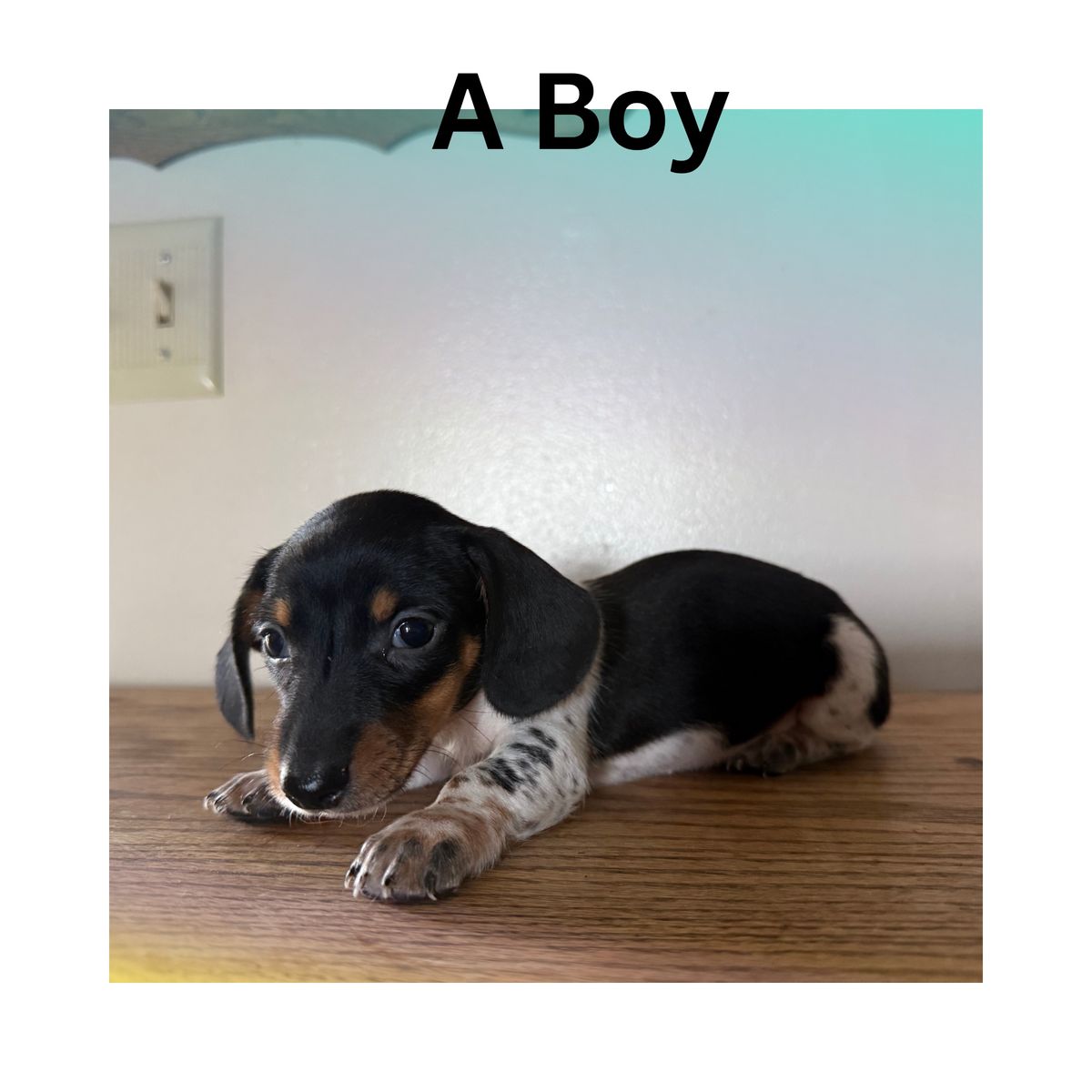 miniature dachshund