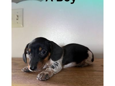 miniature dachshund