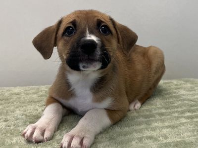 Hello my name is Fursace