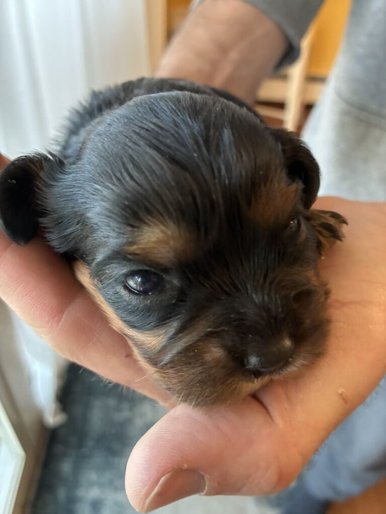 King Charles Cavalier Puppies