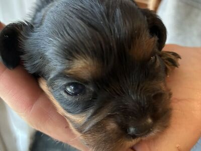 King Charles Cavalier Puppies