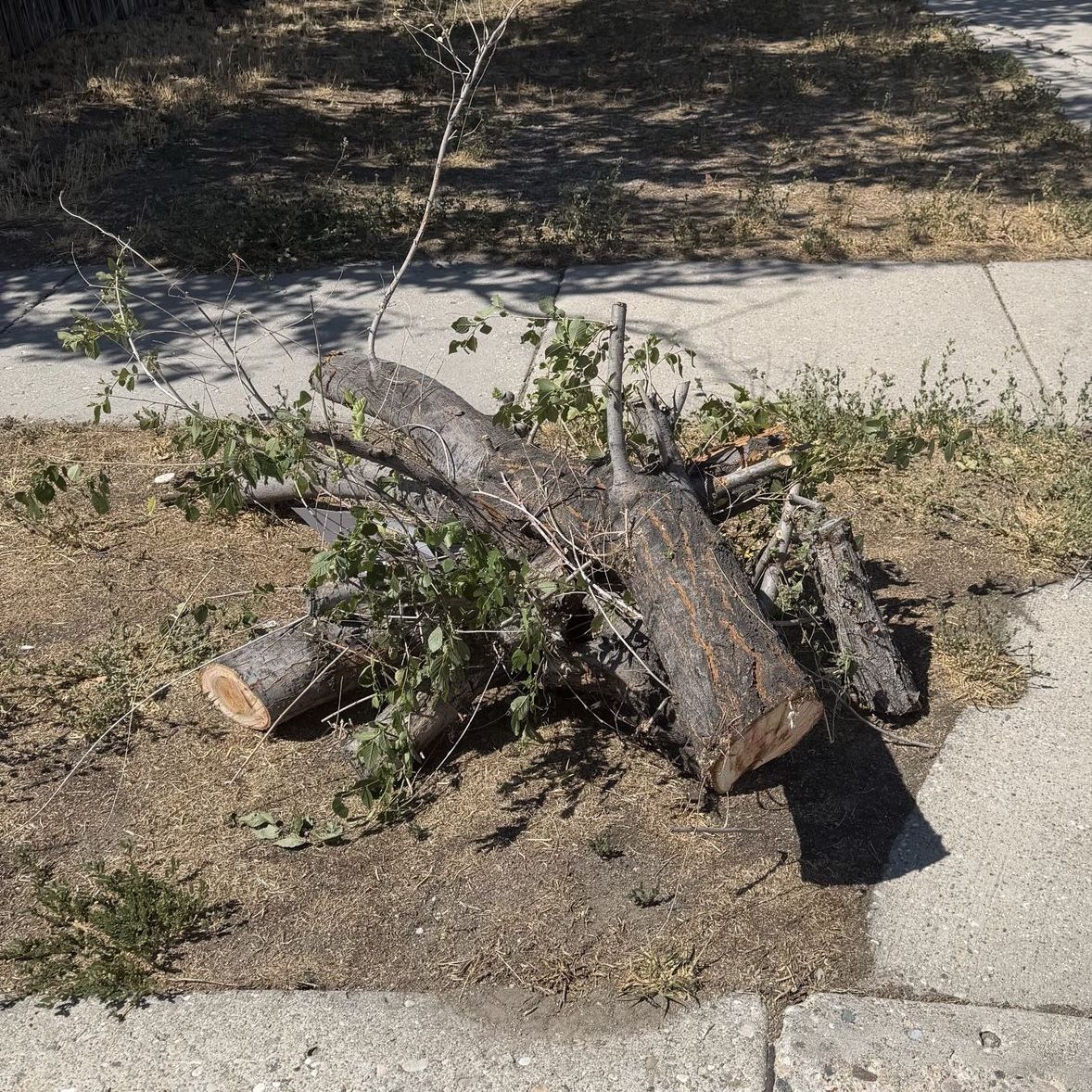 Free logs of firewood