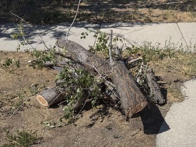 Free logs of firewood