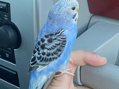 Beautiful purple parakeet