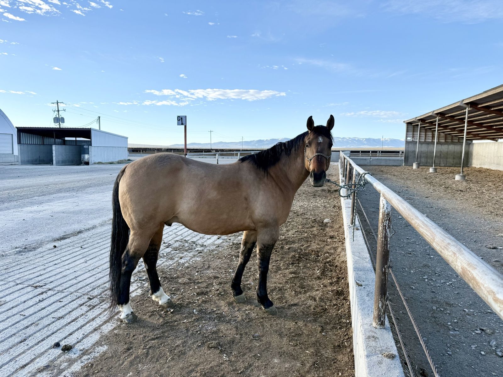 2020 Grade Buckskin Gelding