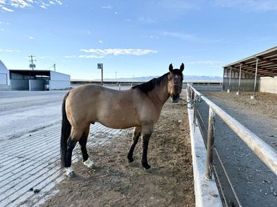 2020 Grade Buckskin Gelding