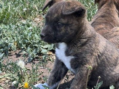 Boxer Puppy