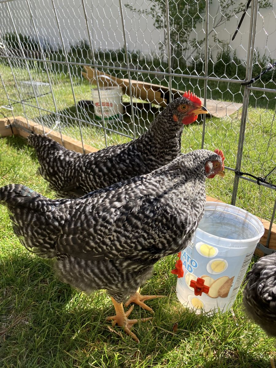 Roosters