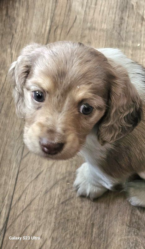 3-Dappled Piebald Dachshund Pups!