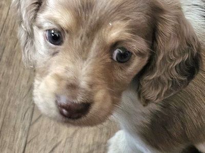 3-Dappled Piebald Dachshund Pups!