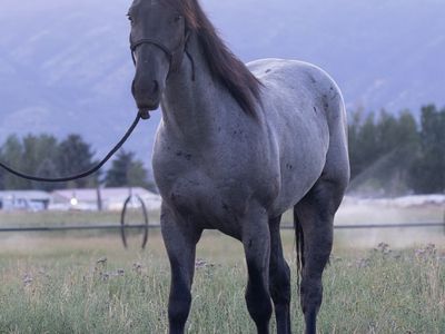 AQHA 2 YR OLD BLue Roan