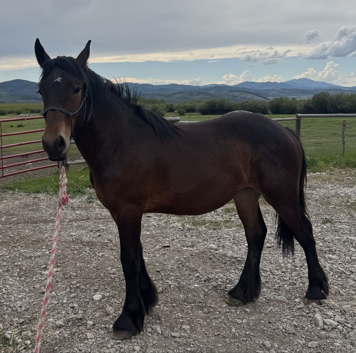 Percheron/Brabant Draft Filly