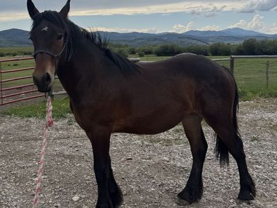 Percheron/Brabant Draft Filly