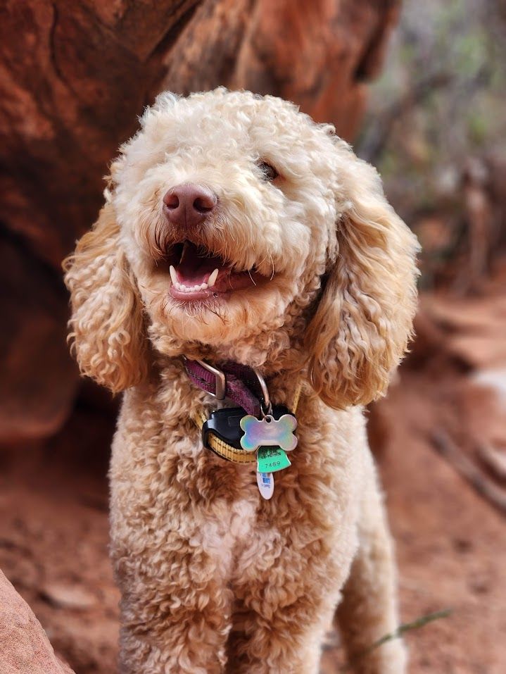 Purebred AKC Mini Poodle Apricot