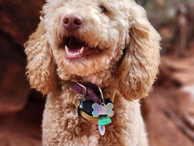 Purebred AKC Mini Poodle Apricot