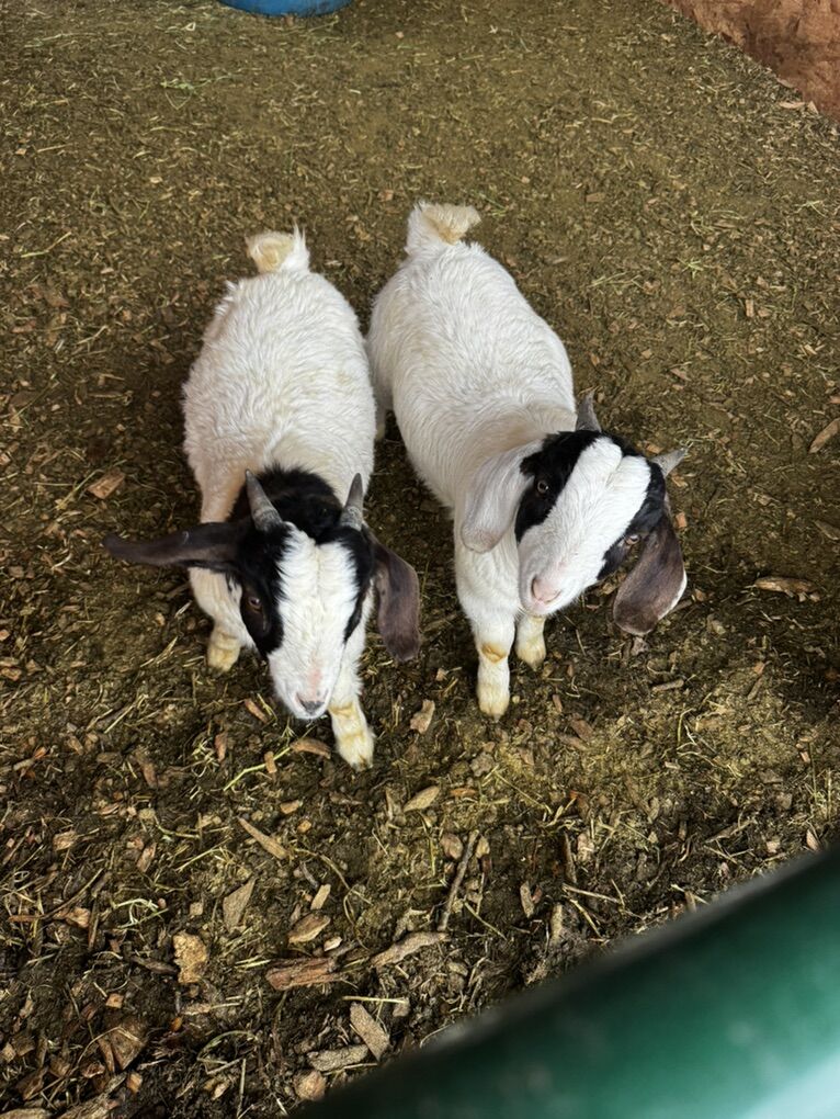 Wether Bred Bucklings