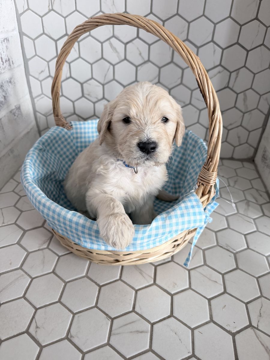 Reverse F1B standard Goldendoodle Ready for Easter