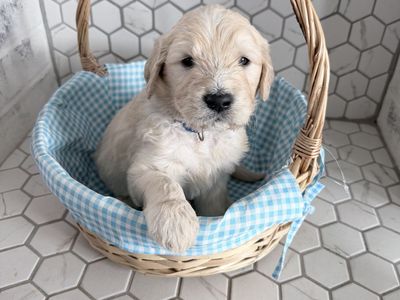 Reverse F1B standard Goldendoodle Ready for Easter