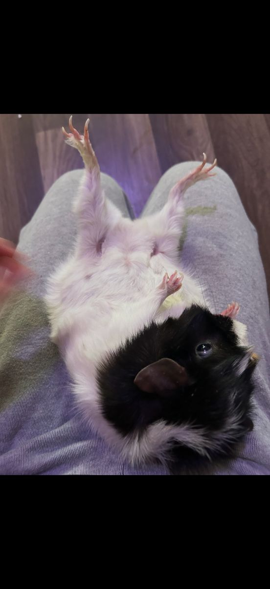 Guinea pig for sale