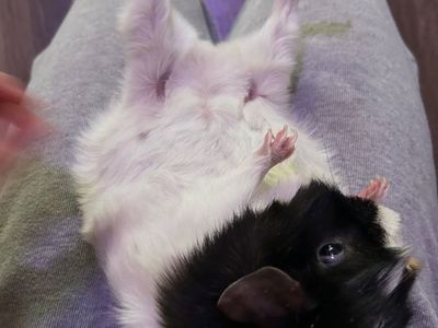 Guinea pig for sale