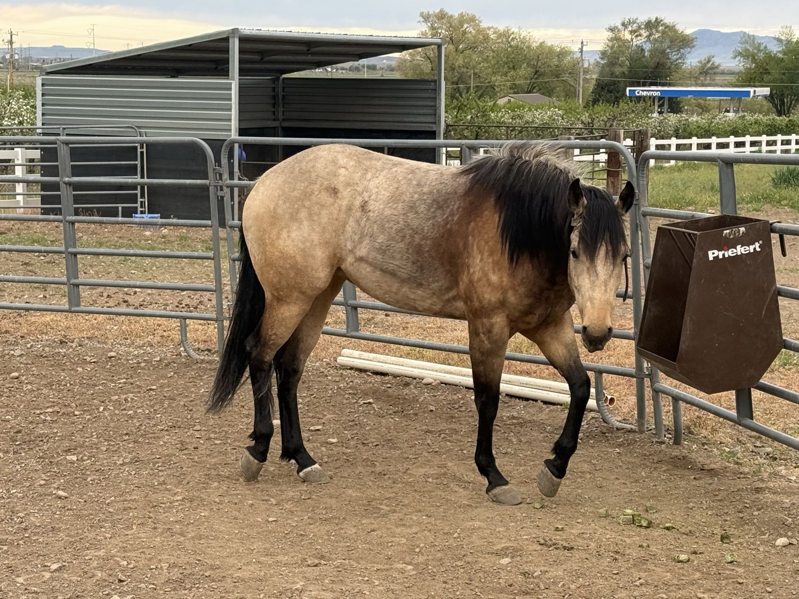3 Year old APHA Filly
