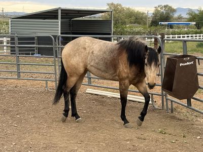 3 Year old APHA Filly