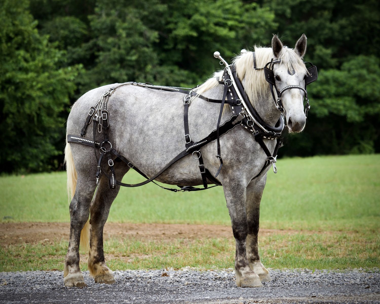Grey Percheron Draft Horse Mare for Sale