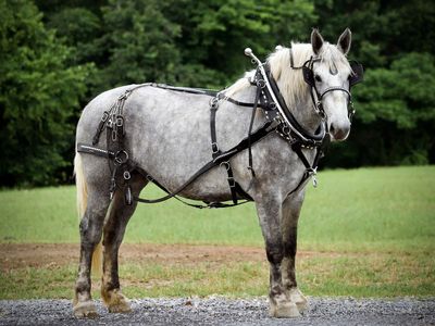 Grey Percheron Draft Horse Mare for Sale
