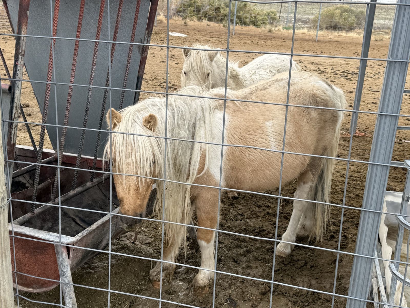 Mini Staylon Miniature Horse / Pony | Horses | KSL Classifieds