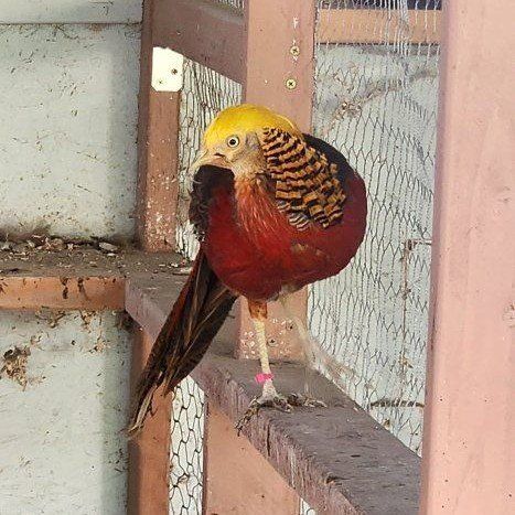 Golden Pheasant Male