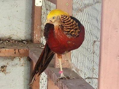 Golden Pheasant Male