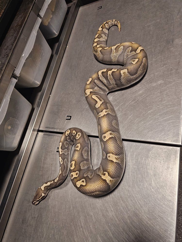 female Ghi Lesser het hypo ball python