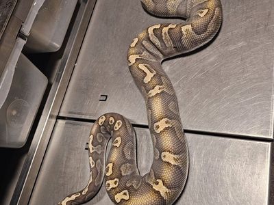 female Ghi Lesser het hypo ball python