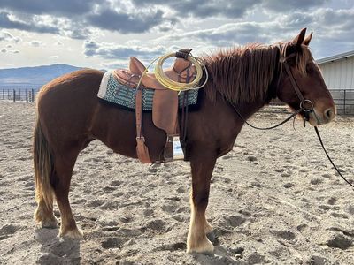 2 Year old Registered Suffolk Punch Draft Filly