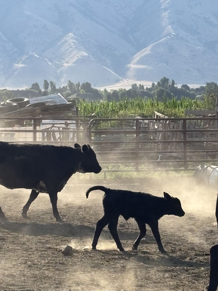 Cow and calf